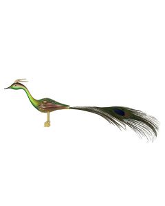 Peacock, Bird